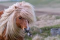 A portrait of a lone Shetland Pony on a Scottish Moor