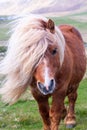 A portrait of a lone Shetland Pony on a Scottish Moor on the Shetland Islands Royalty Free Stock Photo