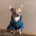 Portrait of lonely Chihuahua wearing knitted sweater and sitting on a sofa back