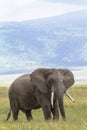 Portrait of lonely huge elephant inside the crater of Ngorongoro. Tanzania, Africa Royalty Free Stock Photo