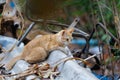 Portrait of lonely red striped street cat. Beautiful red haired young kitten sits and poses in nature