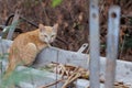 Portrait of lonely red striped street cat. Beautiful red haired young kitten sits and poses in nature