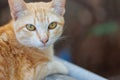 Portrait of lonely red striped street cat. Beautiful red haired young kitten sits and poses in nature