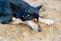 Portrait of lonely sad stray black and white dog. Homeless dog lies on sea sand at dawn