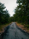 Landscape of a lonely street scene, surrounded by beautiful plantations and trees