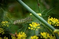 A portrait of a long big caterpillar on a green blade of grass between some yellow flowers. When it grows up it will be a
