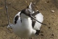 Portrait of a Avocette outdoors Royalty Free Stock Photo