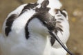Portrait of a Avocette outdoors Royalty Free Stock Photo