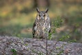 Portrait of a long eared owl