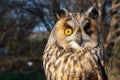 Portrait of a long-eared owl, Asio otus. Close up Royalty Free Stock Photo