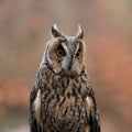 Portrait of long-eared owl Asio otus isolated on orange background. Owl face with big orange eyes. Wildlife scene from nature Royalty Free Stock Photo