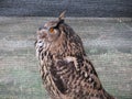 Portrait of long-eared owl Asio otus, Strigidae family