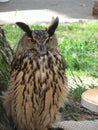 Portrait of long-eared owl Asio otus, Strigidae family