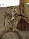 Portrait of long-eared owl Asio otus, Strigidae family