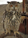 Portrait of long-eared owl Asio otus, Strigidae family