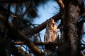 Portrait of a long-eared owl Asio otus. Wild bird in a natural habitat Royalty Free Stock Photo