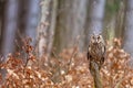Portrait of Long-eared Owl in the autumn forest Royalty Free Stock Photo