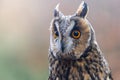 Portrait of Long-eared Owl