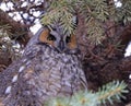 Portrait of a Long-eared owl in a fir tree surrounded by branches late afternoon in the forest Royalty Free Stock Photo