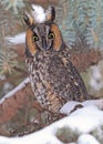 Portrait of a Long-eared owl in a fir tree surrounded by branches and snow