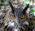 Portrait of a long-eared owl Royalty Free Stock Photo