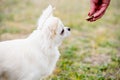 Portrait of long hair chihuahua. white small dog