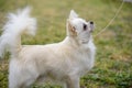 Portrait of long hair chihuahua. white small dog