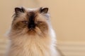 Portrait of long haired blue eyed seal point himalayan cat Royalty Free Stock Photo