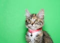 Portrait of a long haired calico kitten wearing a pink collar with bell Royalty Free Stock Photo