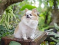Portrait of long haired chihuahua. Small dog sitting on wooden bench in garden blurred background