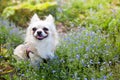 Portrait of a long-haired chihuahua. White chihuahua dog posing outdoors