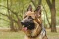 Portrait of Long-haired German Sheppard