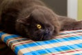 Portrait of a long-haired gray cat Nebelung close-up