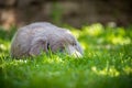 Portrait of a long-haired Weimaraner puppy with its gray fur and bright blue eyes lying on a green meadow. Pedigree long haired