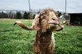 Portrait of Long Horned Goat on Farm Royalty Free Stock Photo