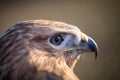 Portrait of Long-legged buzzard