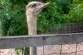 Portrait of a long-necked ostrich with gray eyes.