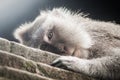 Portrait of long tailed macaque monkey lying down on wall Royalty Free Stock Photo