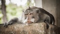 Portrait of long tailed macaque monkey lying down on wall