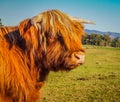 Portrait of Highland cattle bull head against green grass and blue sky Royalty Free Stock Photo
