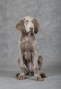 Portrait of longhaired Weimaraner puppy