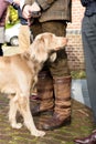 Portrait of a longhaired weimaraner standing next to his boss