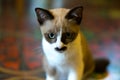 Portrait of a looking focus cat Royalty Free Stock Photo