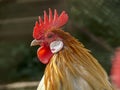 Portrait of a, looking on guard, orange and white rooster with a light red pink comb. Royalty Free Stock Photo