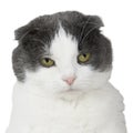 Portrait of a lop-eared cat with a contemptuous expression Royalty Free Stock Photo