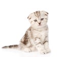 Portrait lop-eared Scottish kitten looking at camera. isolated Royalty Free Stock Photo