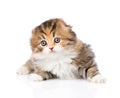 Portrait lop-eared Scottish kitten on white background