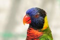 Portrait of lorikeet in aviary Royalty Free Stock Photo