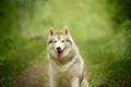 Portrait of lovely and beautiful dog breed siberian husky sitting in the bright green forest Royalty Free Stock Photo