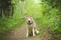 Portrait of lovely and beautiful dog breed siberian husky sitting in the bright green forest Royalty Free Stock Photo